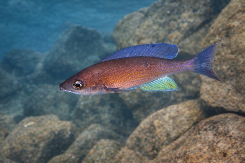 Cyprichromis pavo 'Moliro'